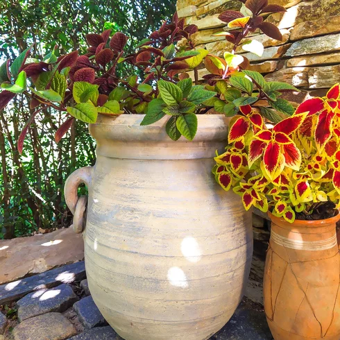 Amfora jako květináč