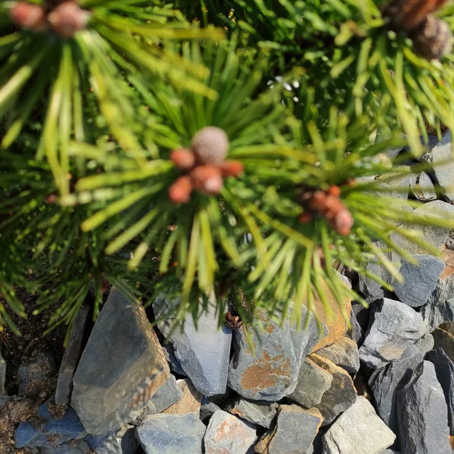 Břidlice B95 kamenná štěpka