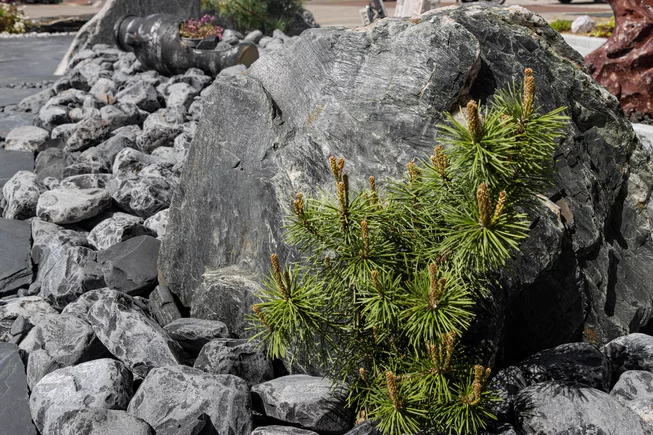 Břidlice B95 solitérní kámen