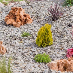 Kamenná kůra v skalce