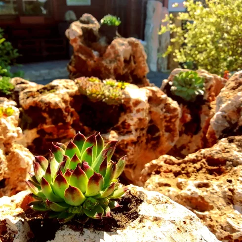 Květináč z vápence a ze skalničkami