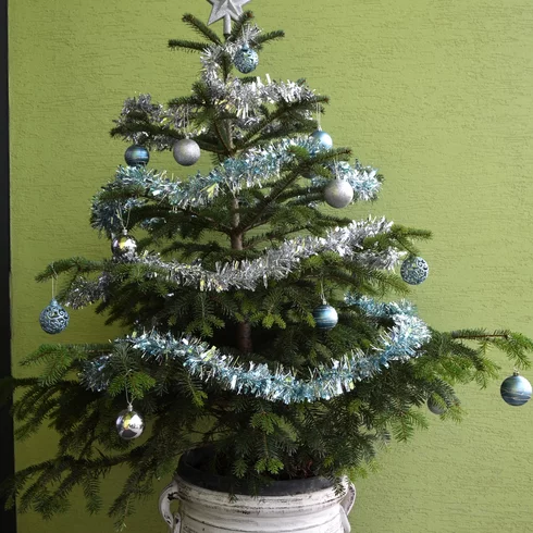 Vánoční stromeček v amfore