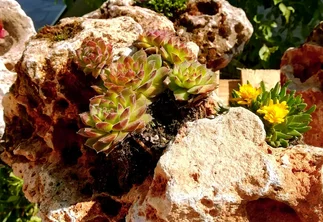 Vápencový solitér jako květináč