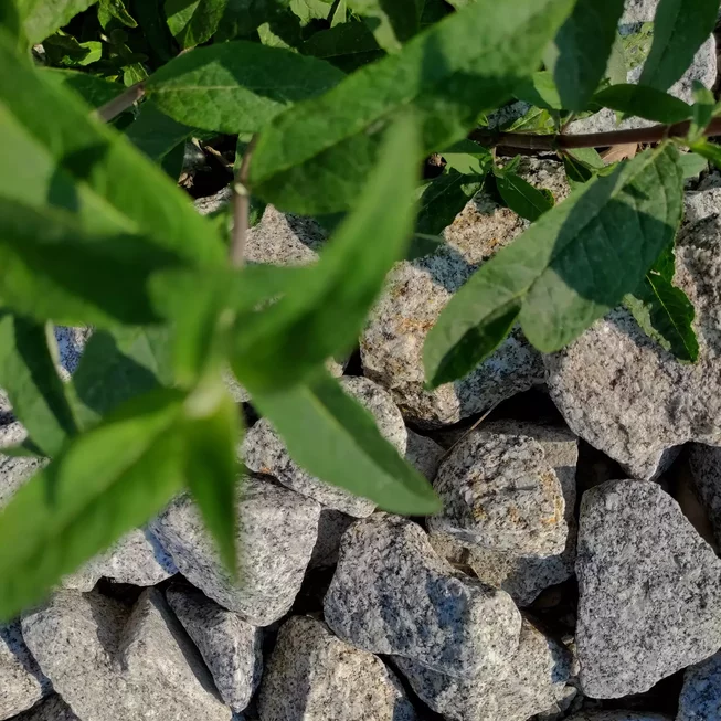 Žula Z81 výplň do gabionů